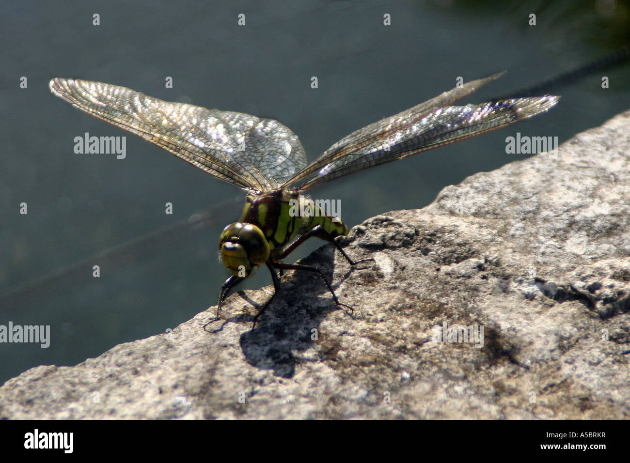 Dragonfly resting on rock by pond Stock Photo - Alamy