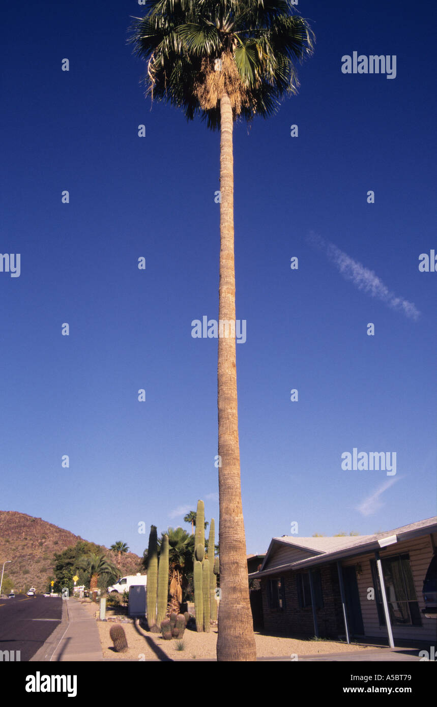 Tall palm tree in Phoenix Arizona street, USA Stock Photo Alamy