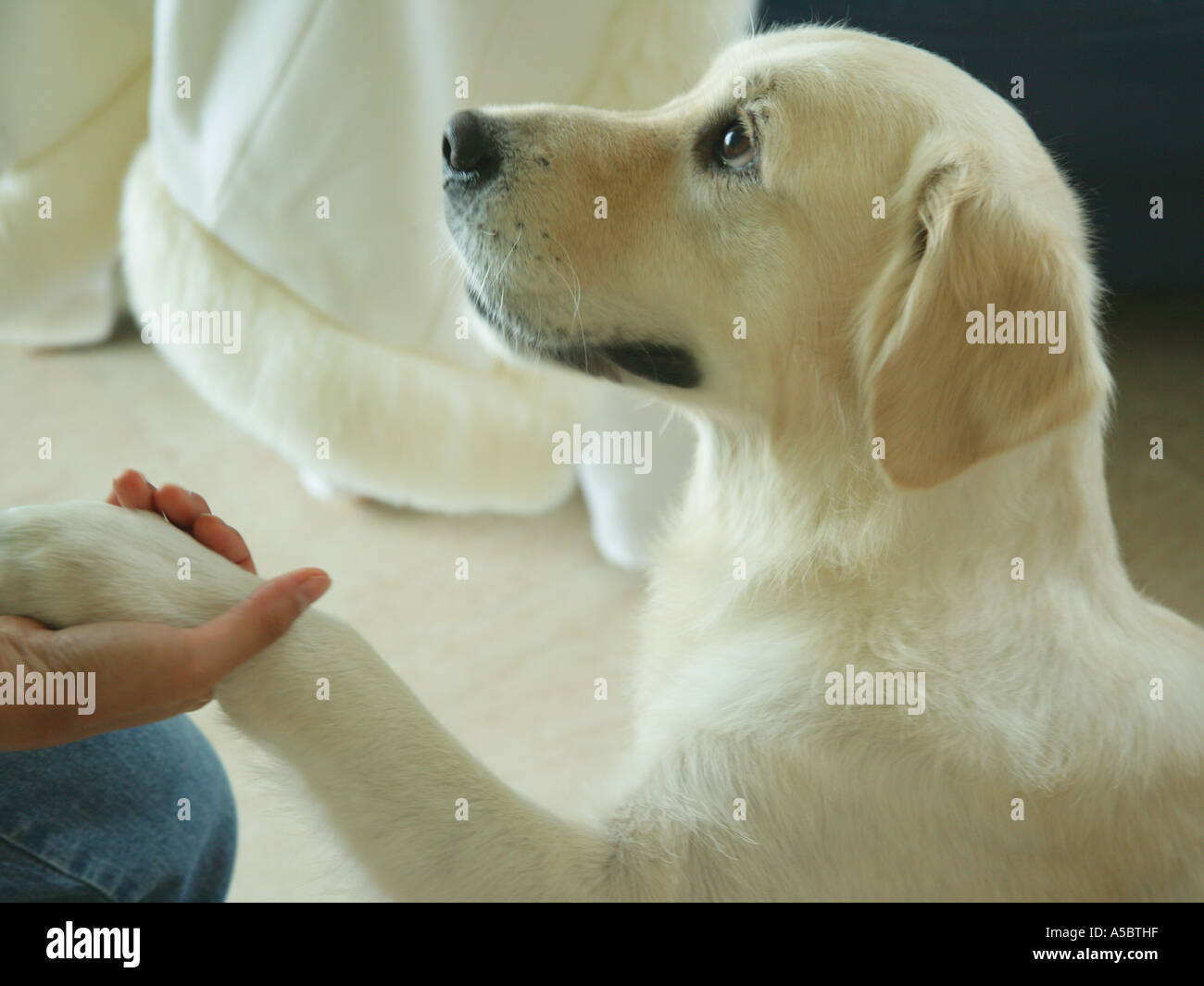 Side profile of a dog shaking hands with a person Stock Photo Alamy