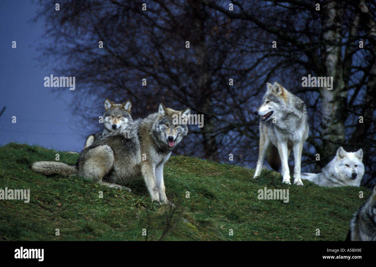 Grey Wolves relaxing Stock Photo - Alamy