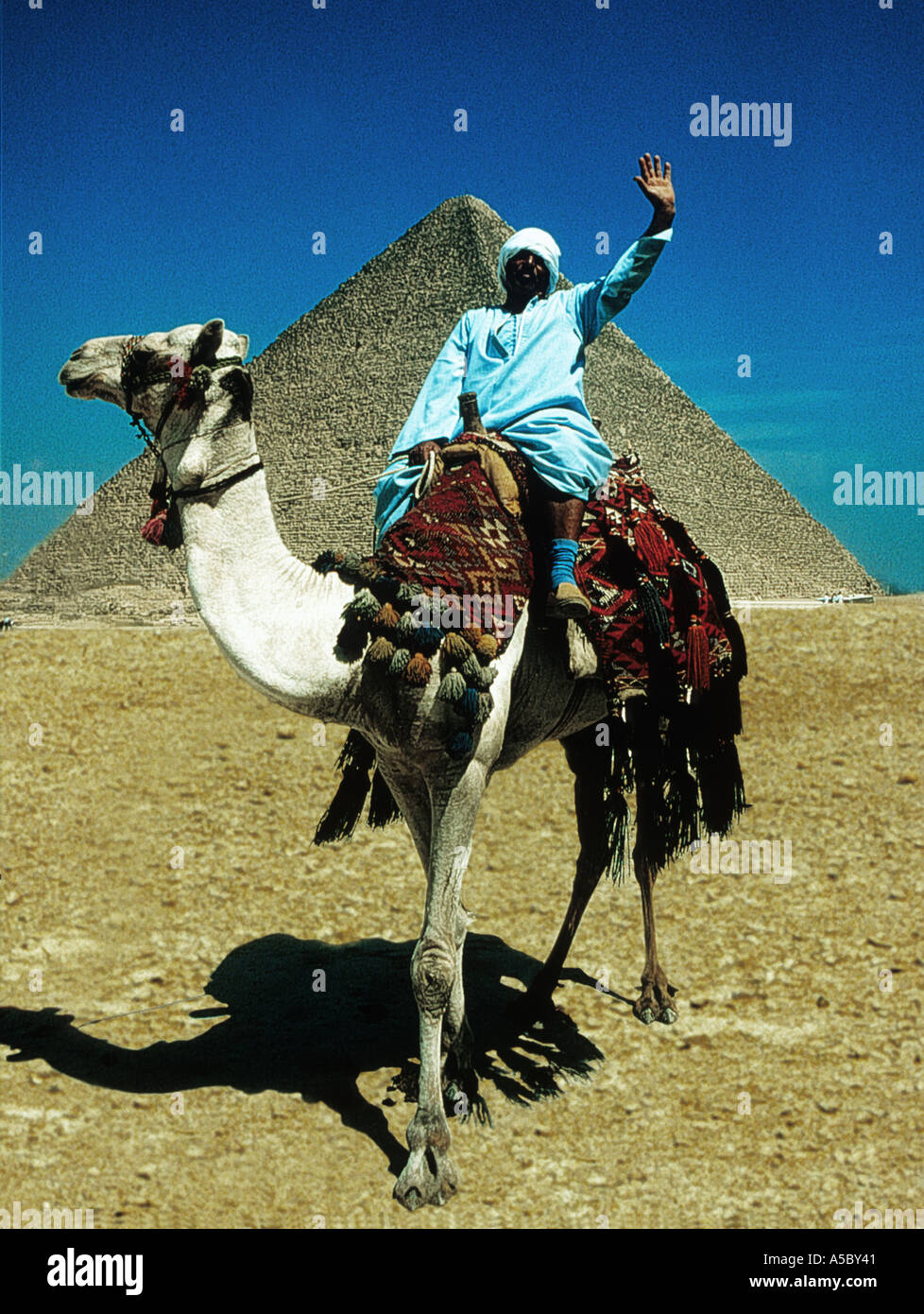 Blue Camel Rider Camel and rider in front of one of the great pyramids of Giza Cairo ...