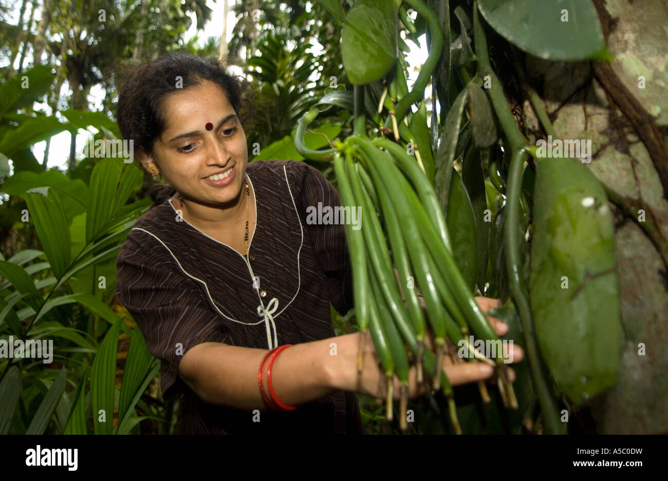 Vanilla farmers harvesting Fairtrade vanilla which they sell to ice