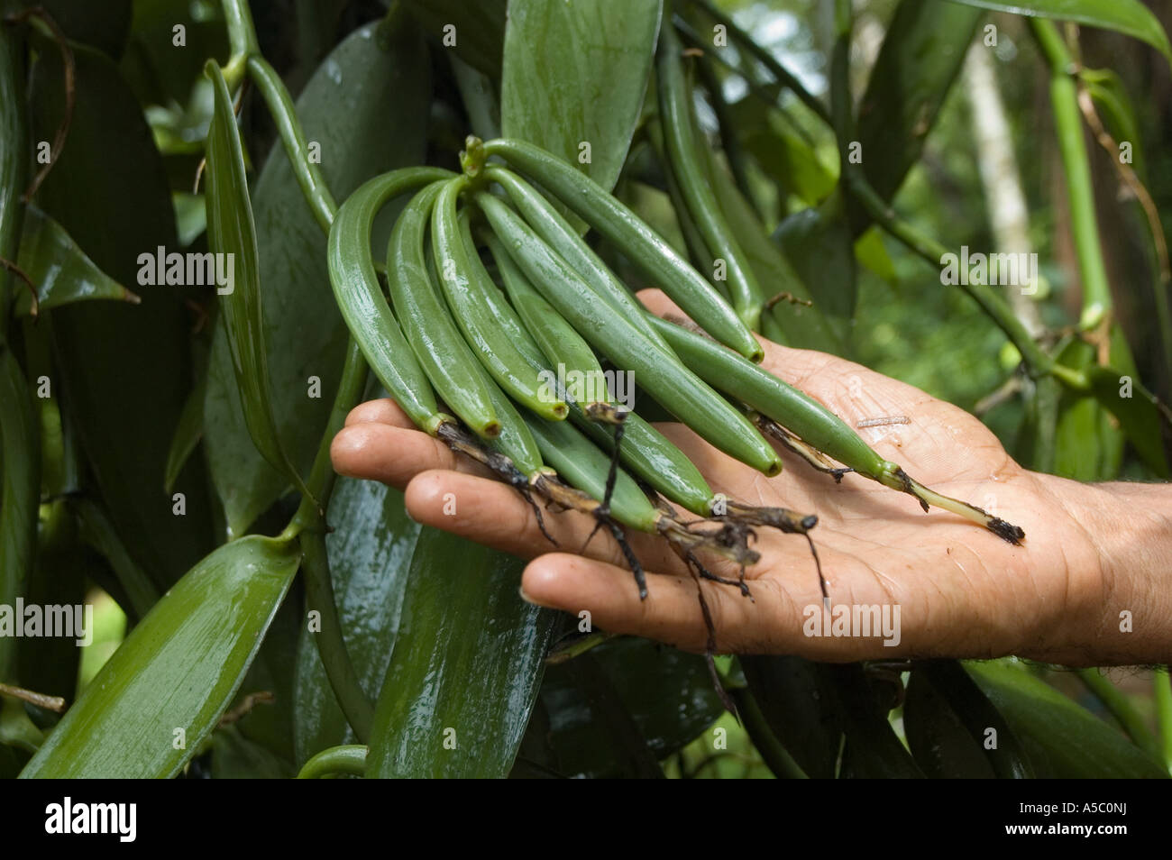 Vanilla farmers harvesting Fairtrade vanilla which they sell to ice