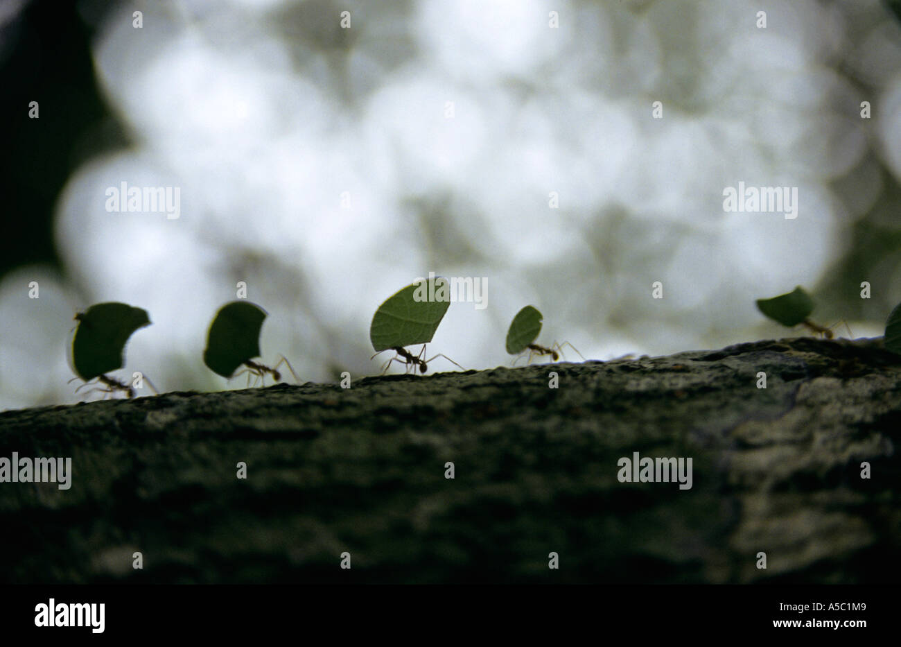 Ants carrying leaves on bark Stock Photo