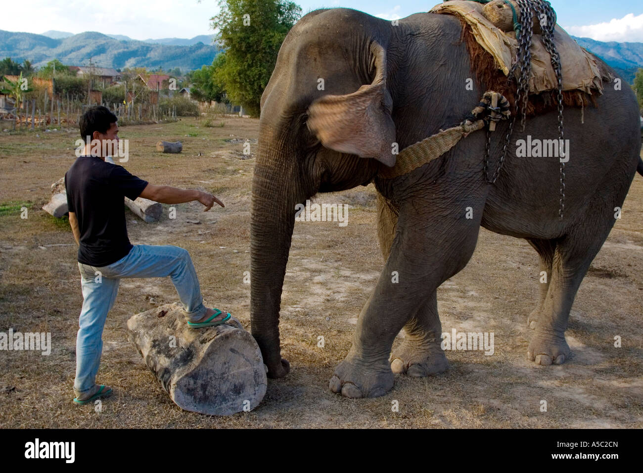 Elephant Handler Mounting an Elephant Hongsa Laos Stock Photo Alamy