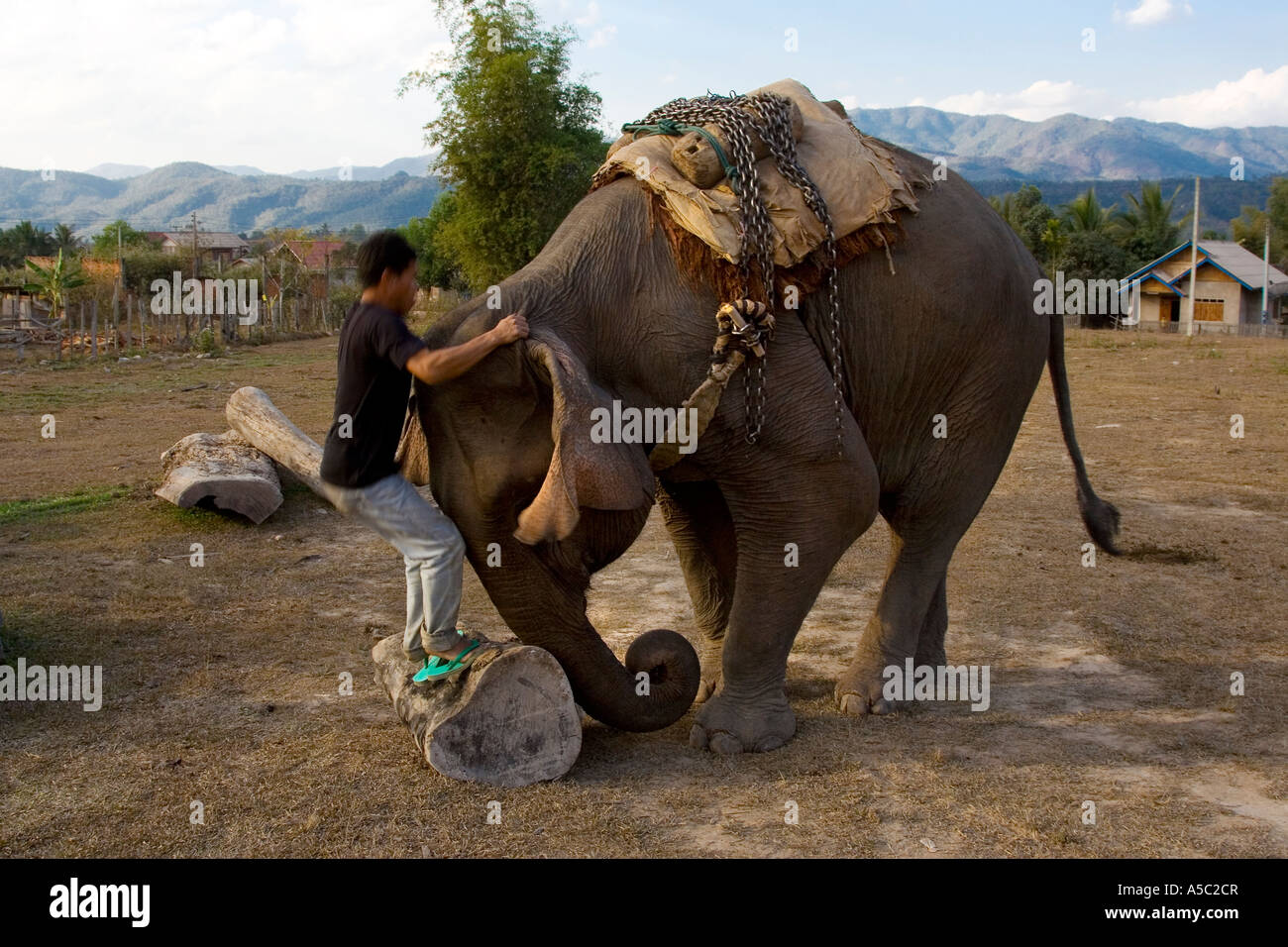 Elephant Handler Mounting an Elephant Hongsa Laos Stock Photo Alamy