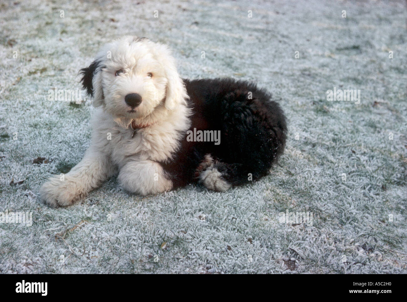 Old english sheepdog cross hi-res stock photography and images - Alamy