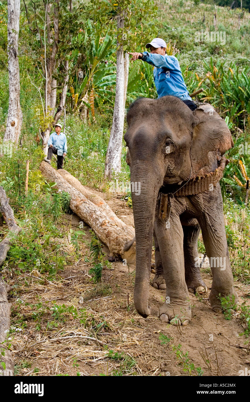Working Elephant Handler points out Destination for Log Hongsa Laos