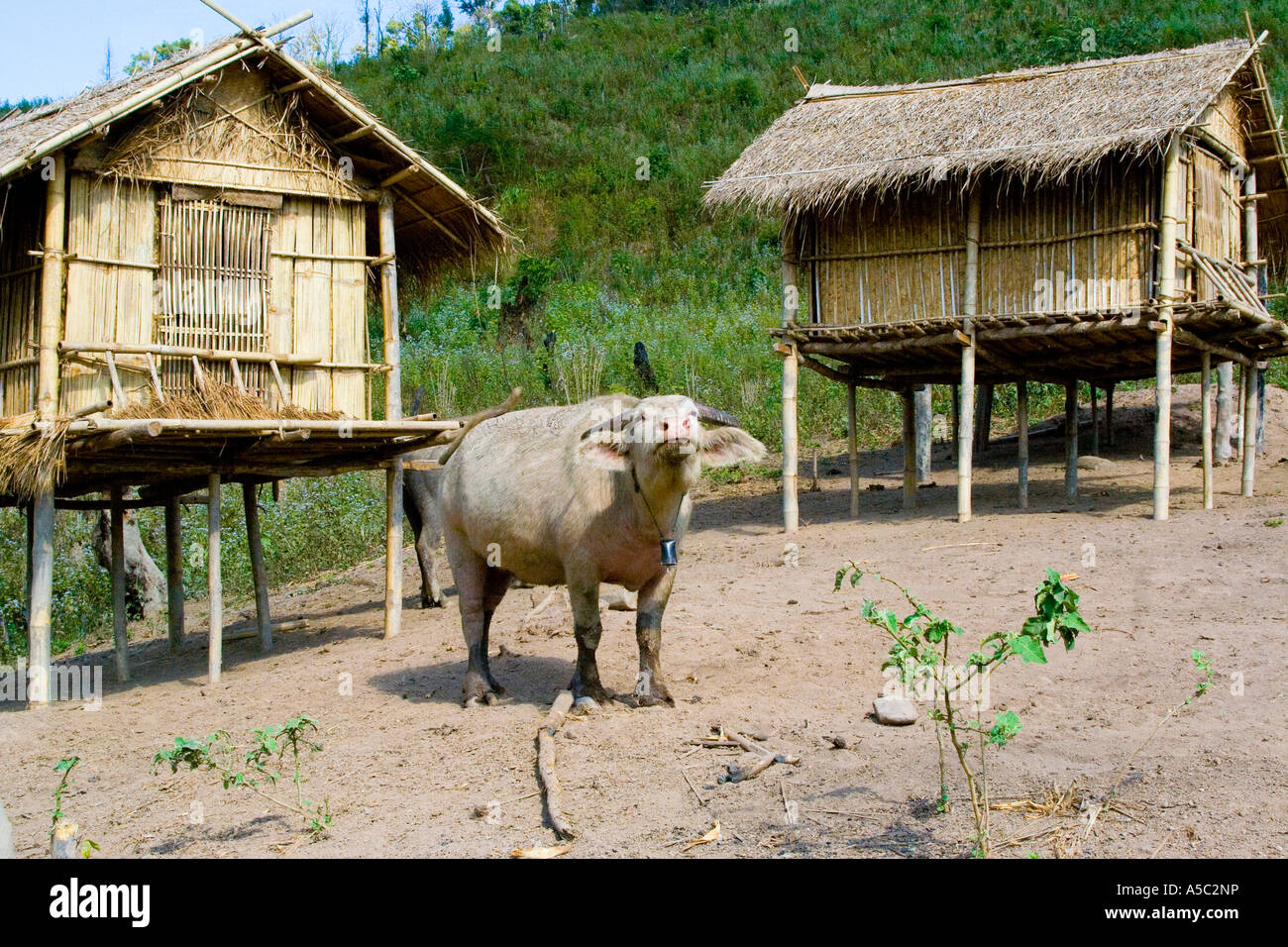 Grain Storage Huts and Local Livestock Hongsa Laos Stock Photo