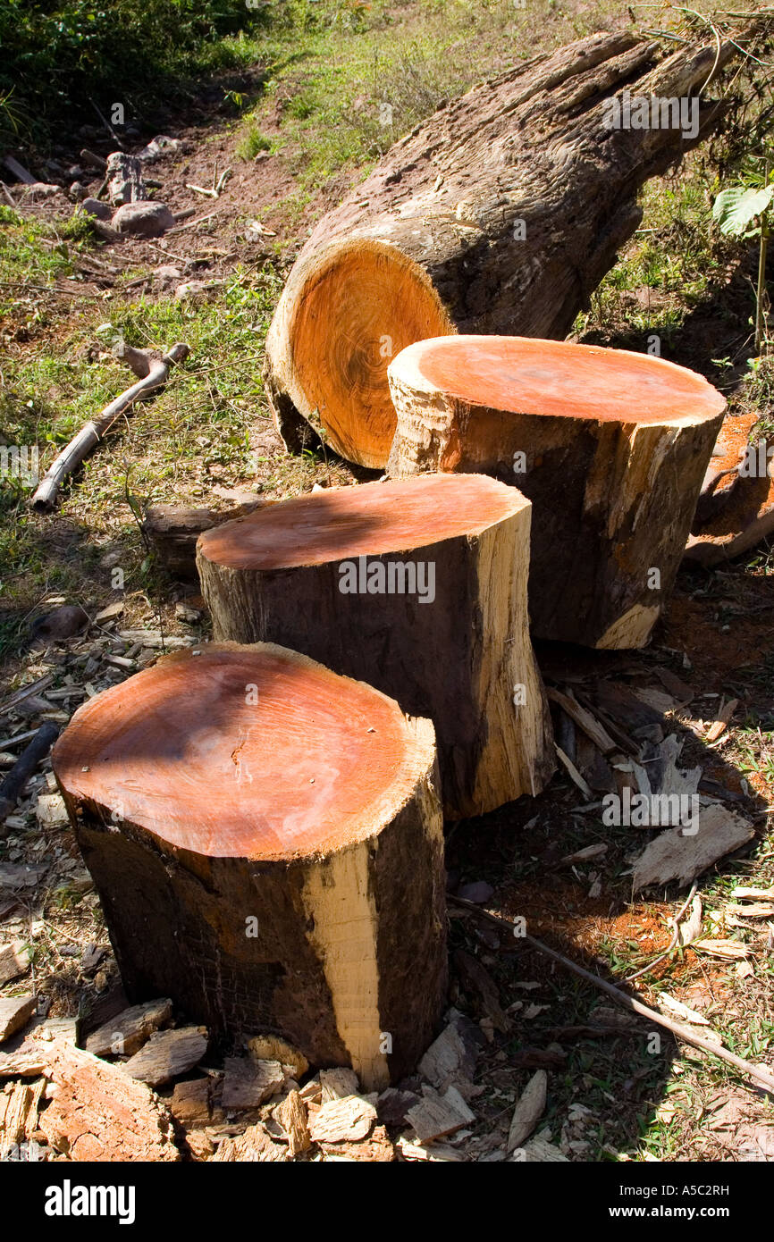 Freshly Cut Sections of Red Wood Hongsa Laos Stock Photo