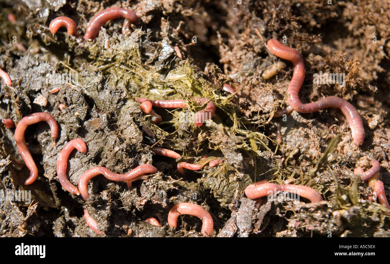 Earthworms on compost heap Stock Photo Alamy