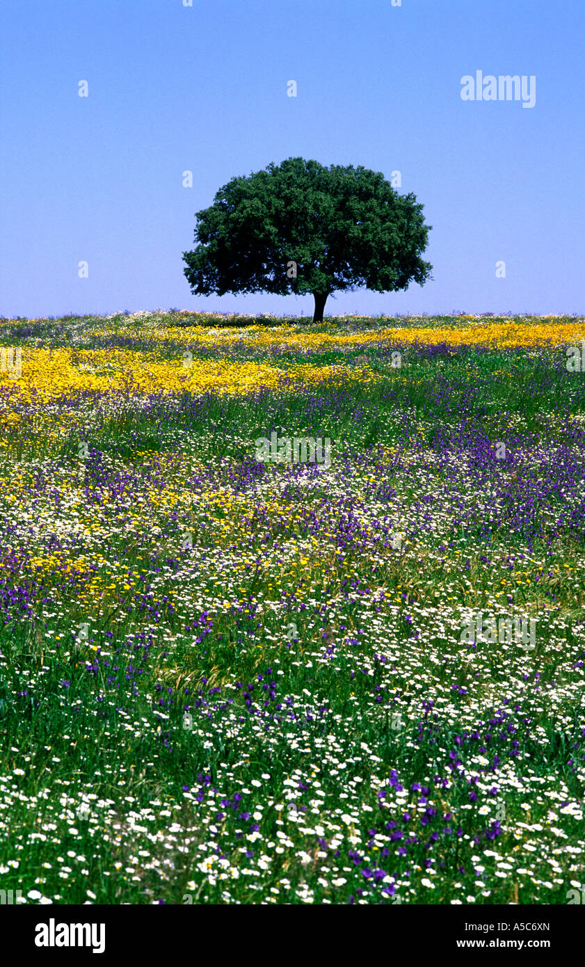 Flower field with one tree Alentejo south of Portugal Stock Photo - Alamy, image size:841x1390