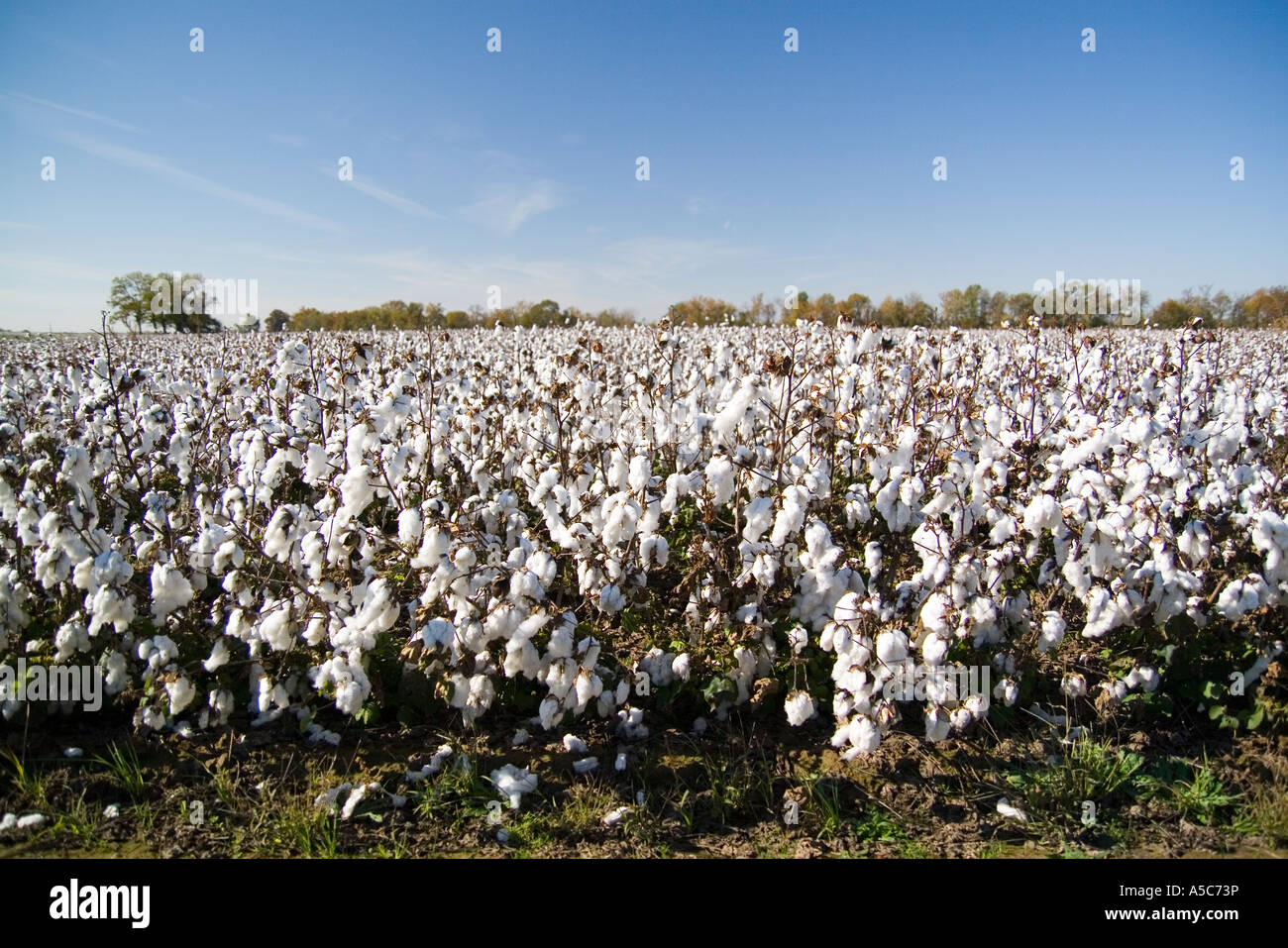 cotton fields Arkansas AR USA Stock Photo Alamy