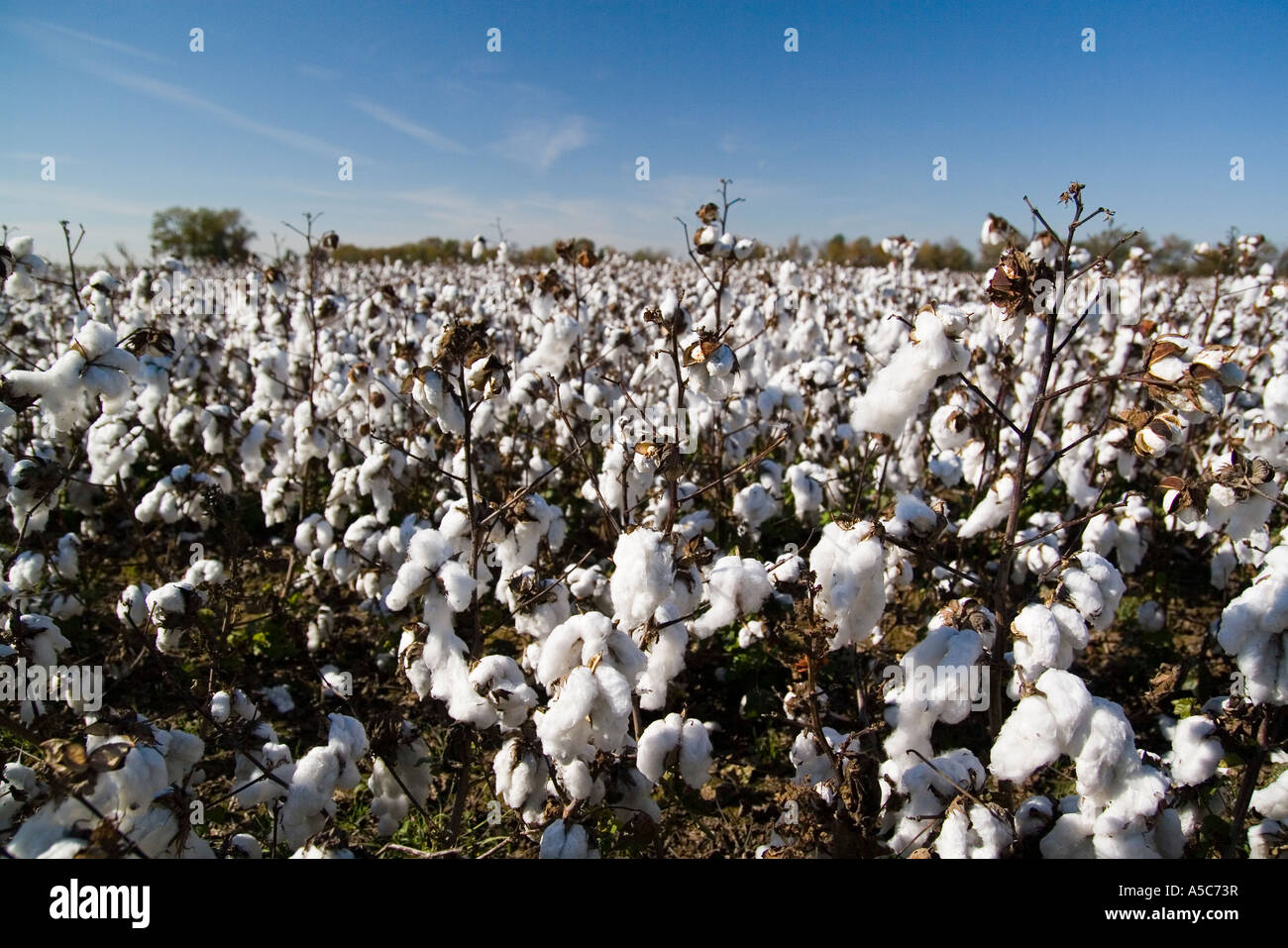 Cotton field hires stock photography and images Alamy