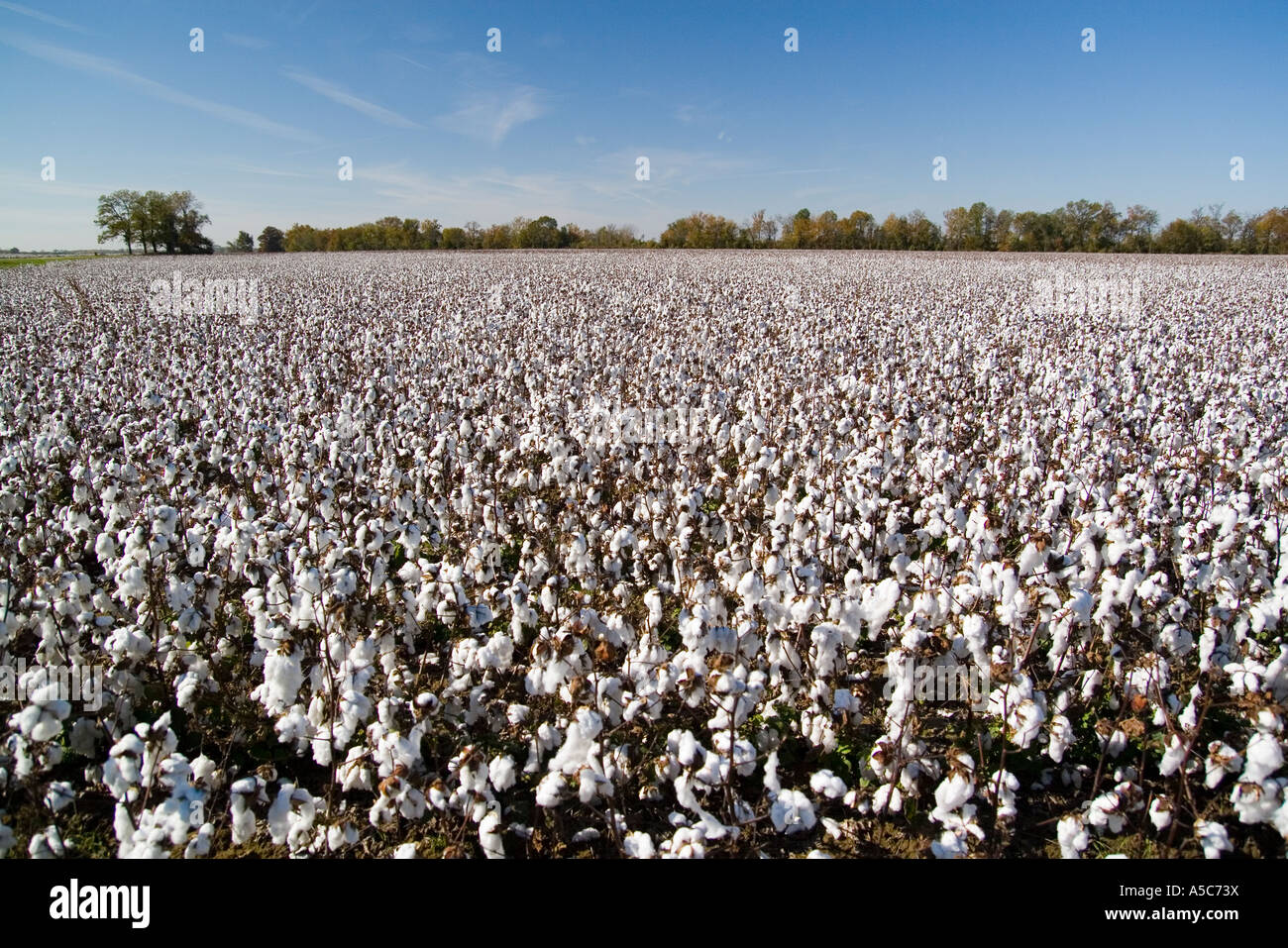 cotton fields Arkansas AR USA Stock Photo Alamy