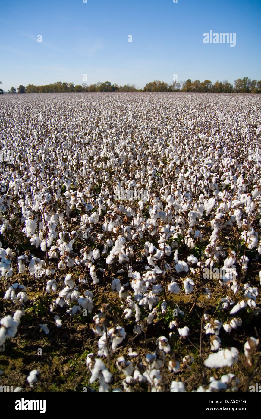cotton fields Arkansas AR USA Stock Photo Alamy