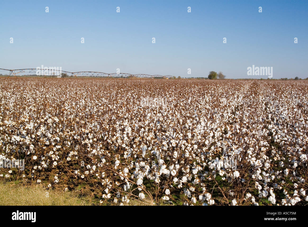 cotton fields Arkansas AR USA Stock Photo Alamy
