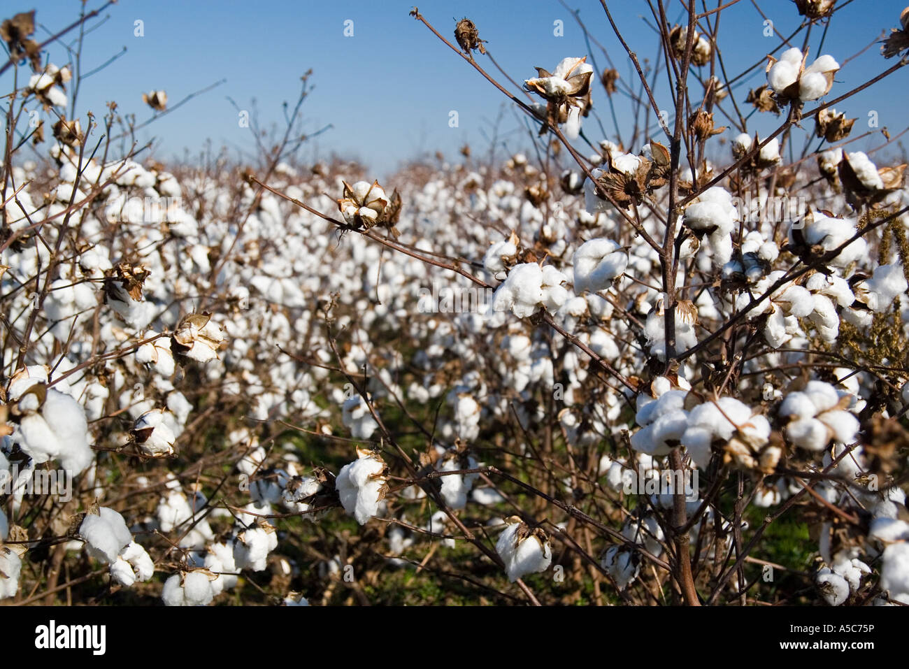 Cotton farm usa hires stock photography and images Alamy