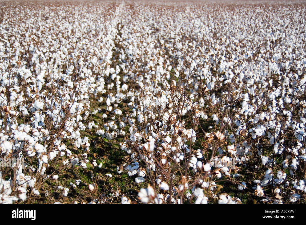 Cotton fields arkansas ar usa hires stock photography and images Alamy
