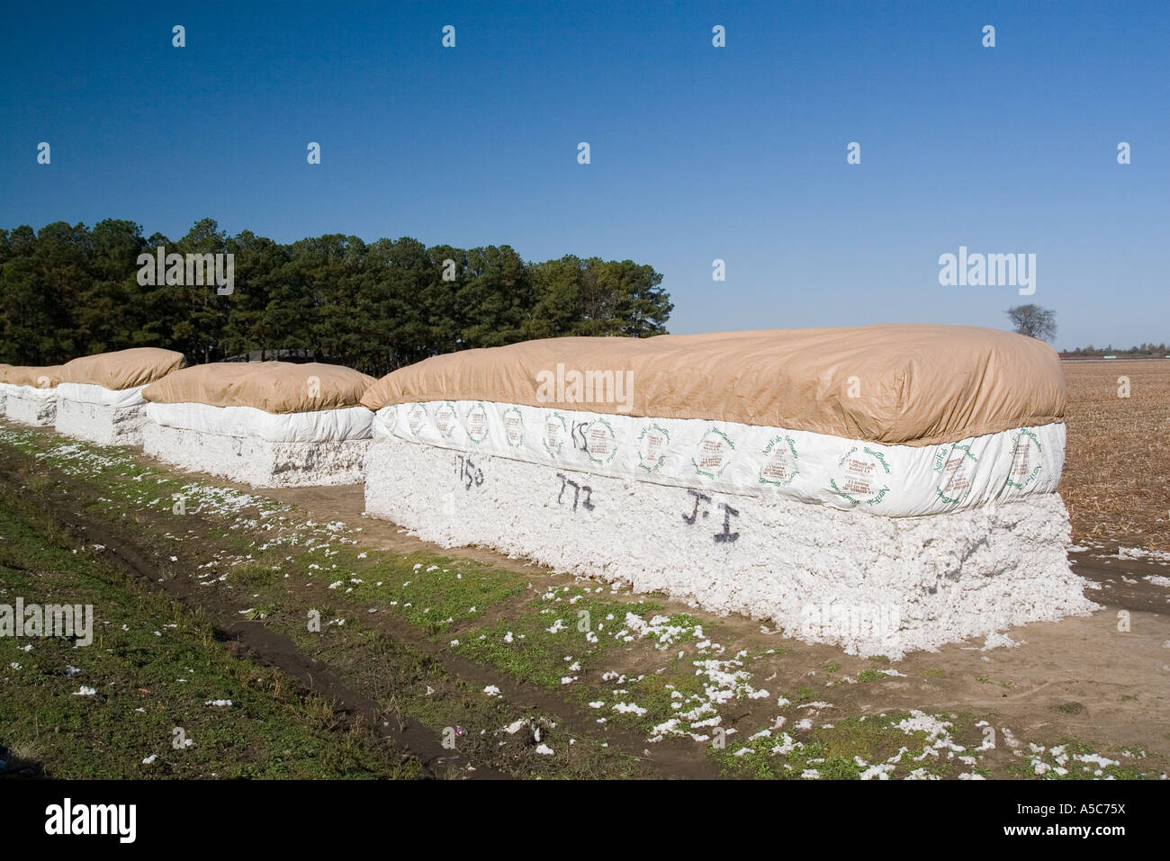 Cotton fields arkansas ar usa hires stock photography and images Alamy