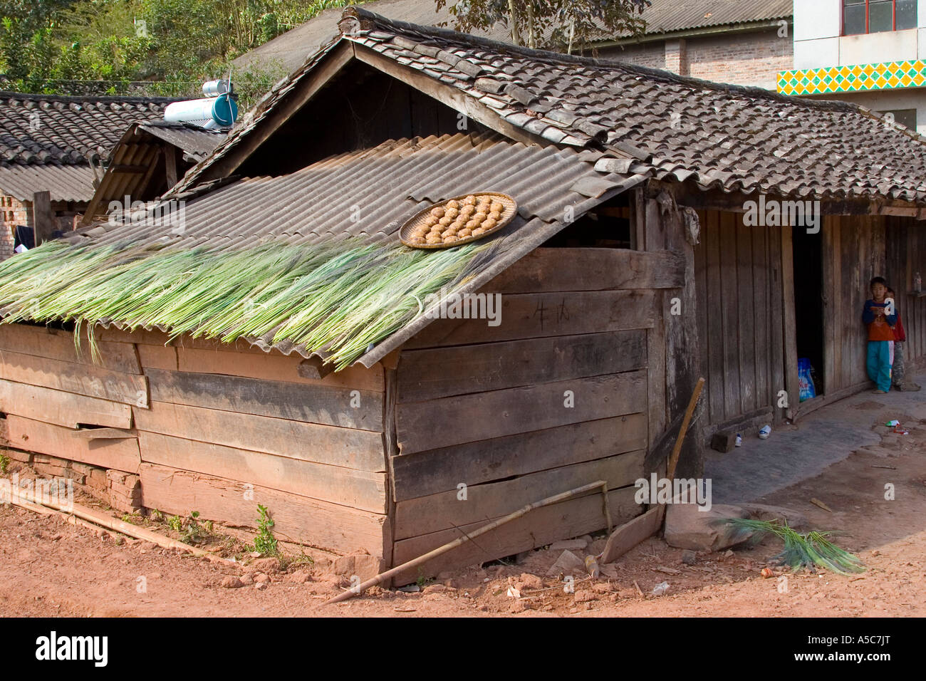 Grain Cakes and Green Cogon Grass for Brooms Drying on a Tile Roof Yaoqu China Stock Photo