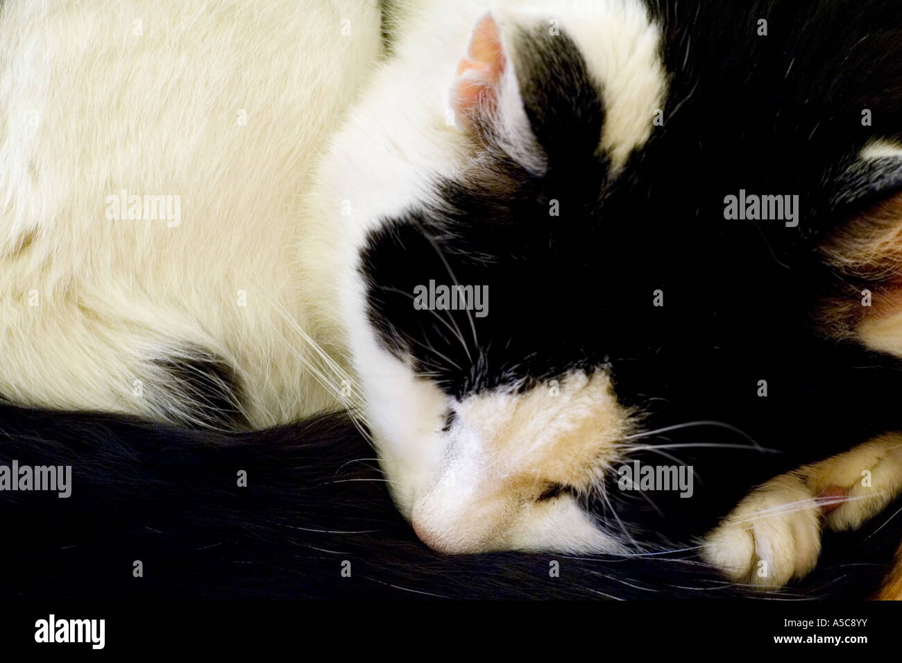 Black white cat curled up hi-res stock photography and images - Alamy