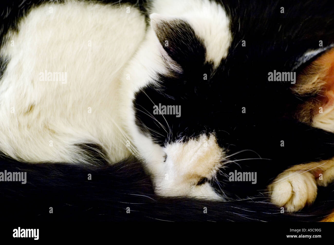 Black white cat curled up hi-res stock photography and images - Alamy