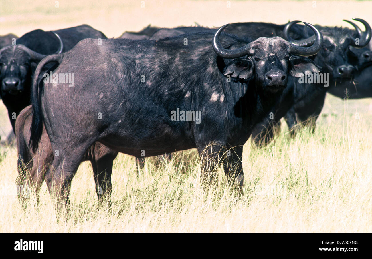 Cape Buffalo  Syncerus caffer Stock Photo