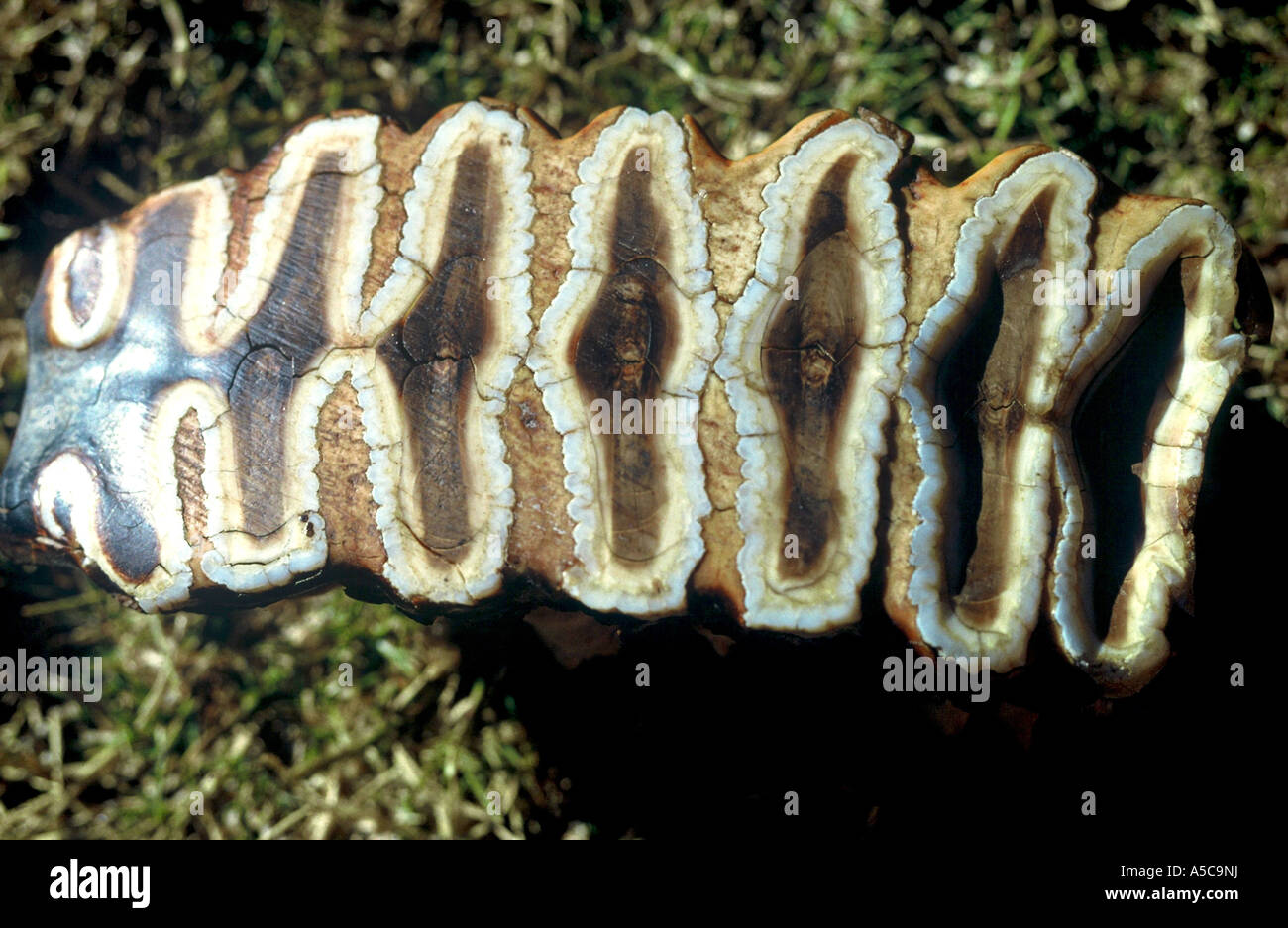 Elephant tooth Loxodonta africana Stock Photo Alamy