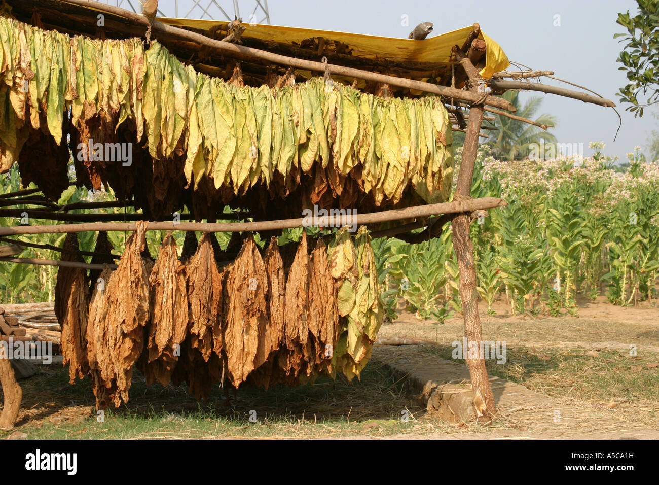 Tobacco leaves drying and tobacco growing in Orissa,India Stock Photo