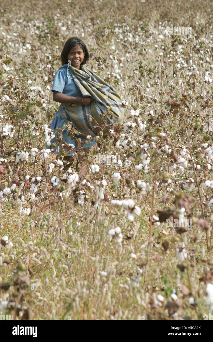 Young girl  picking cotton in  a field in Orissa,India Stock Photo