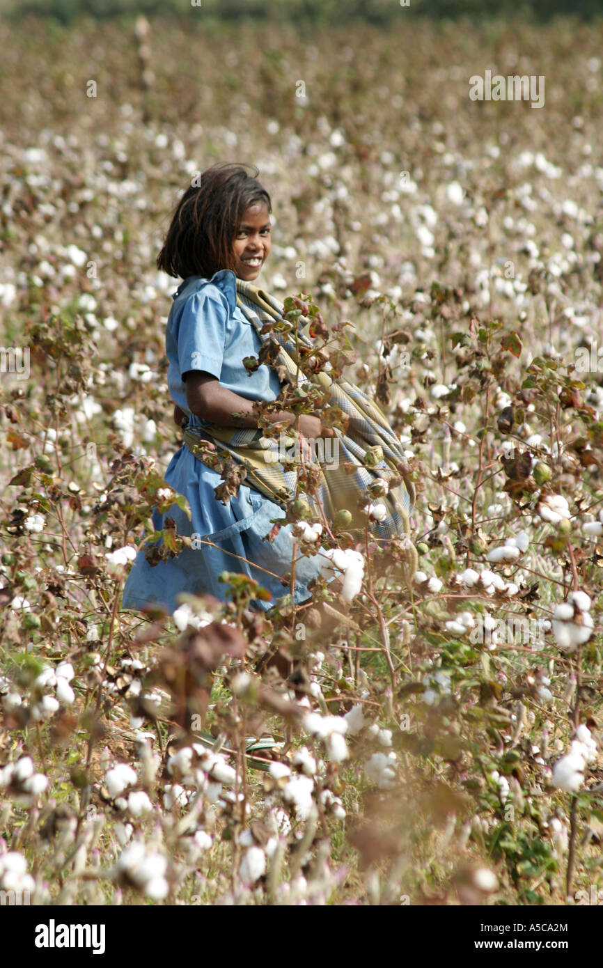 Woman picking cotton in Orissa,India Stock Photo