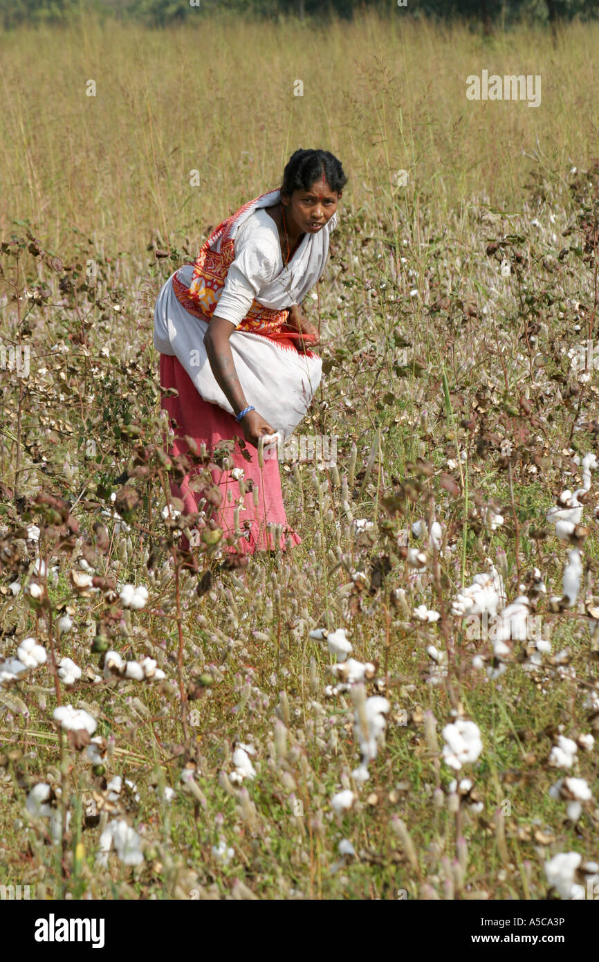 Cotton picking india hires stock photography and images Alamy