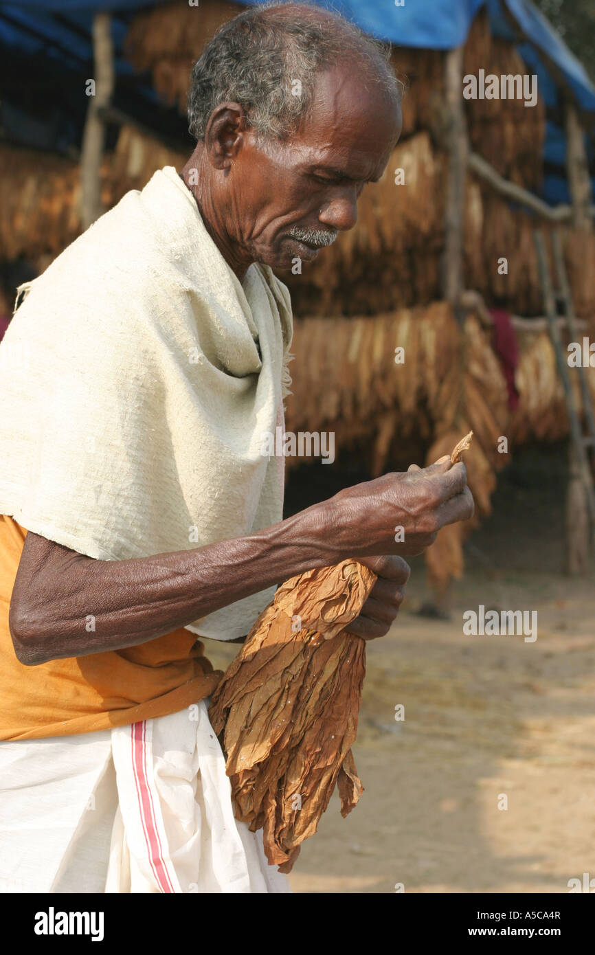 Tobacco growing village with all members of the village working to dry and  sort the tobacco leaves.Orissa.India Stock Photo