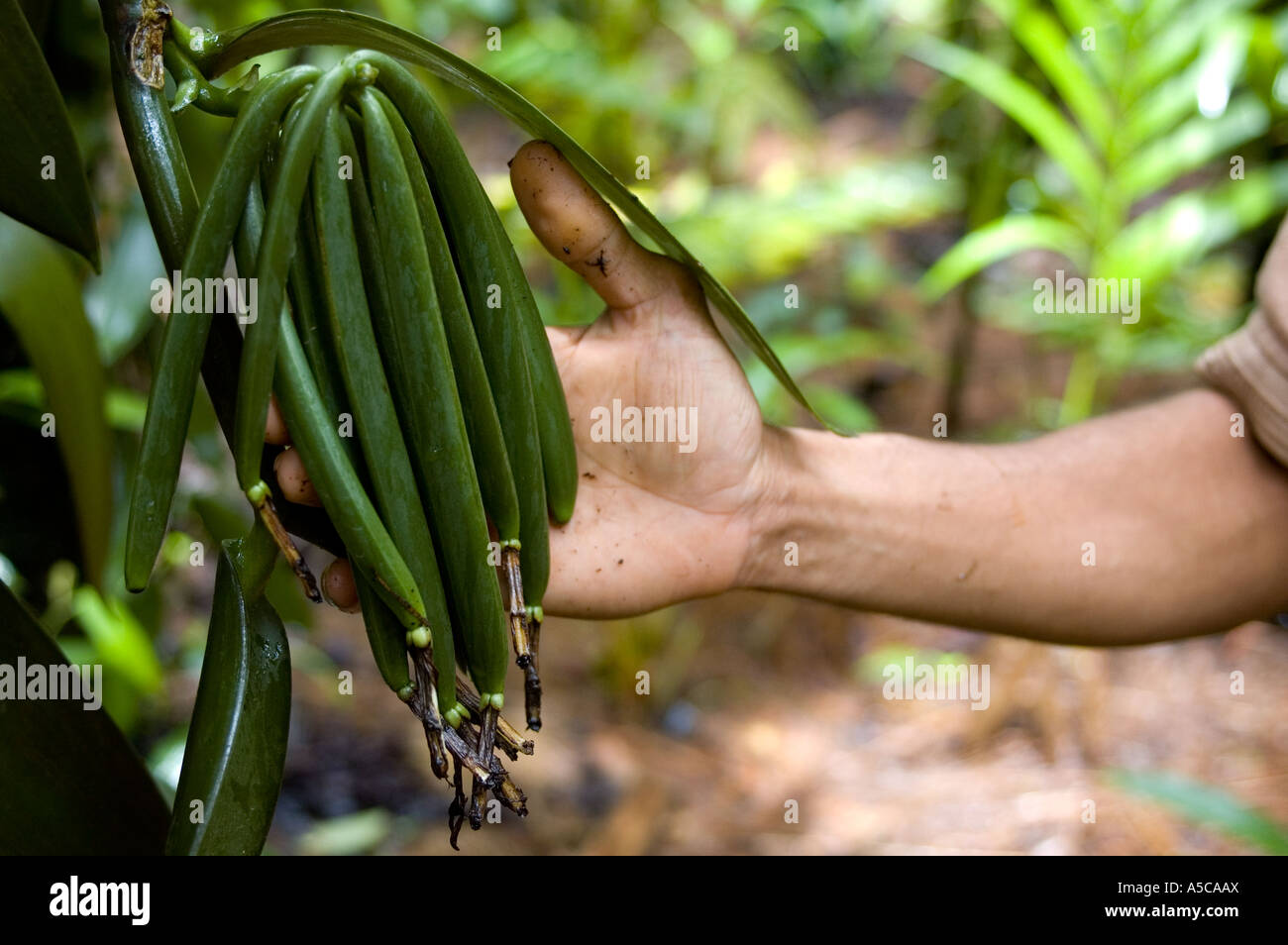 Vanilla farmers harvesting Fairtrade vanilla which they sell to ice