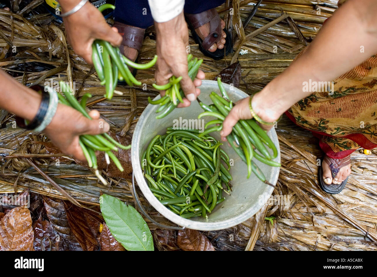 Vanilla farmers harvesting Fairtrade vanilla which they sell to ice