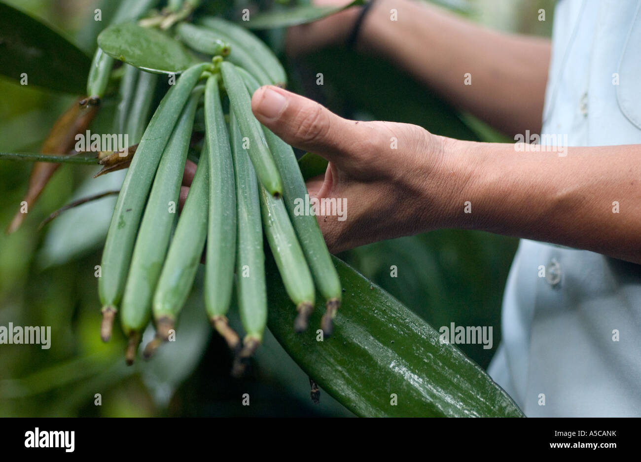 Vanilla farmers harvesting fairtrade vanilla hires stock photography