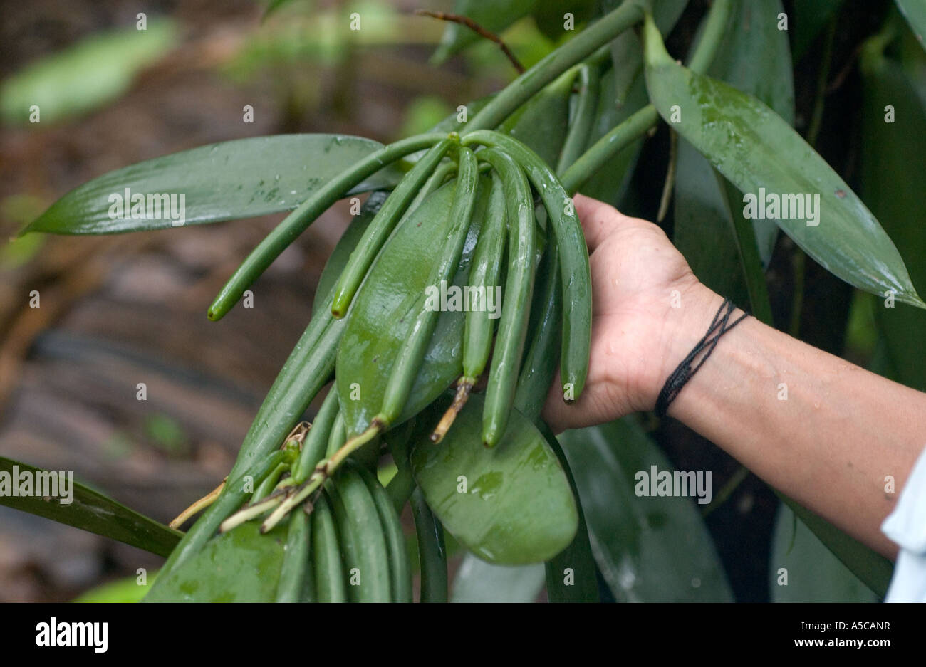 Vanilla beans plant hires stock photography and images Alamy