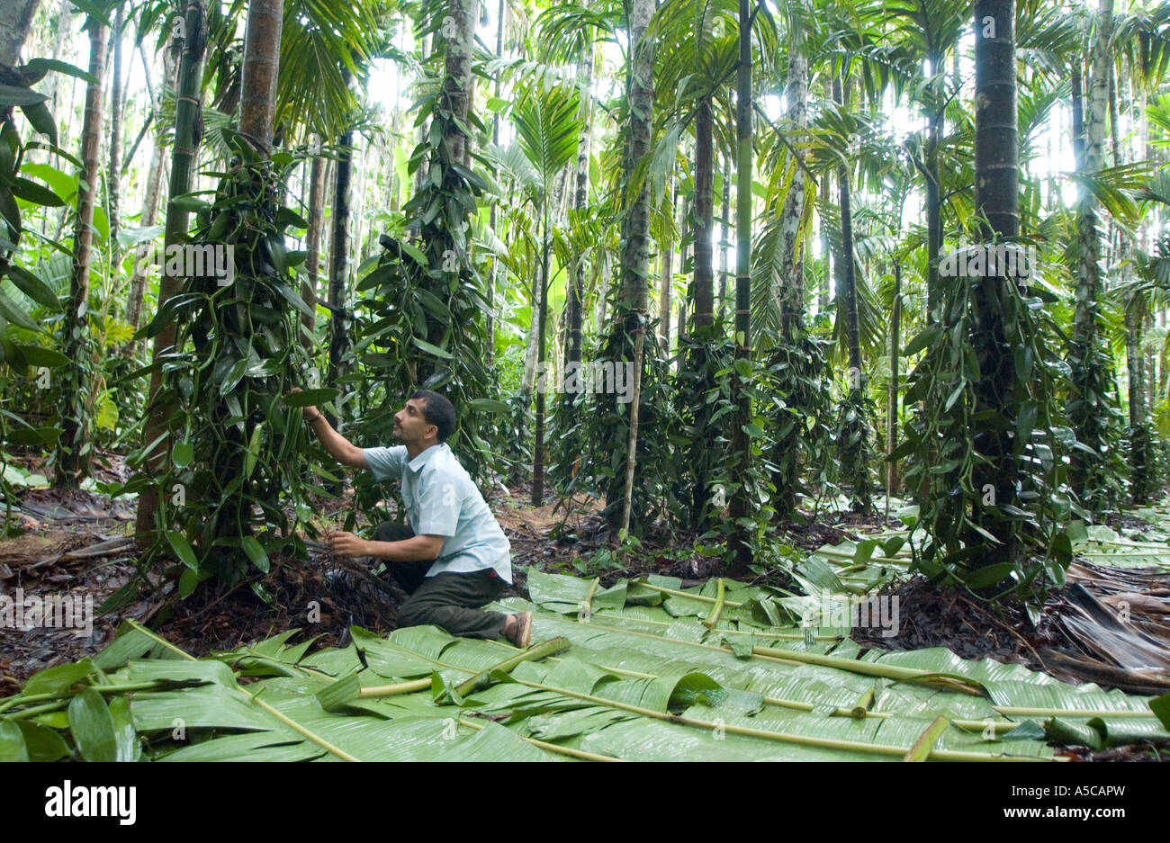 Vanilla farming hires stock photography and images Alamy