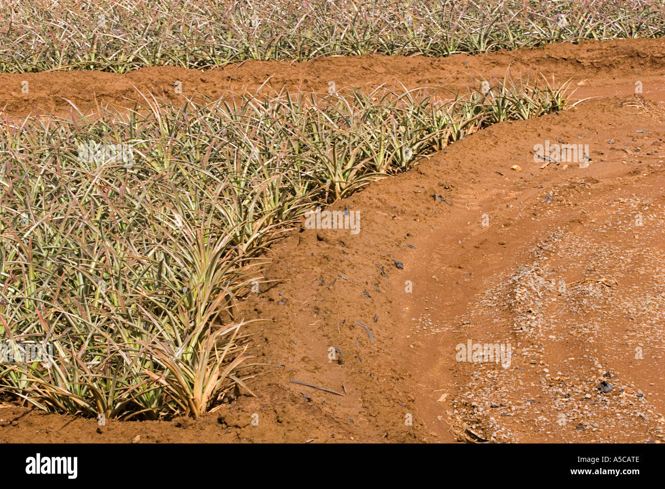 Fields of young pineapple plants Maui Hawaii Stock Photo Alamy