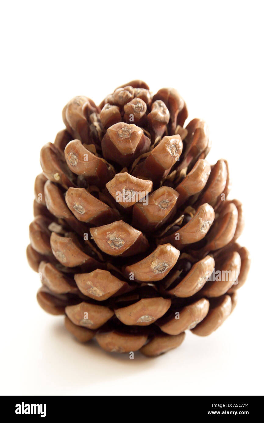 Umbrella pine tree cone hi-res stock photography and images - Alamy