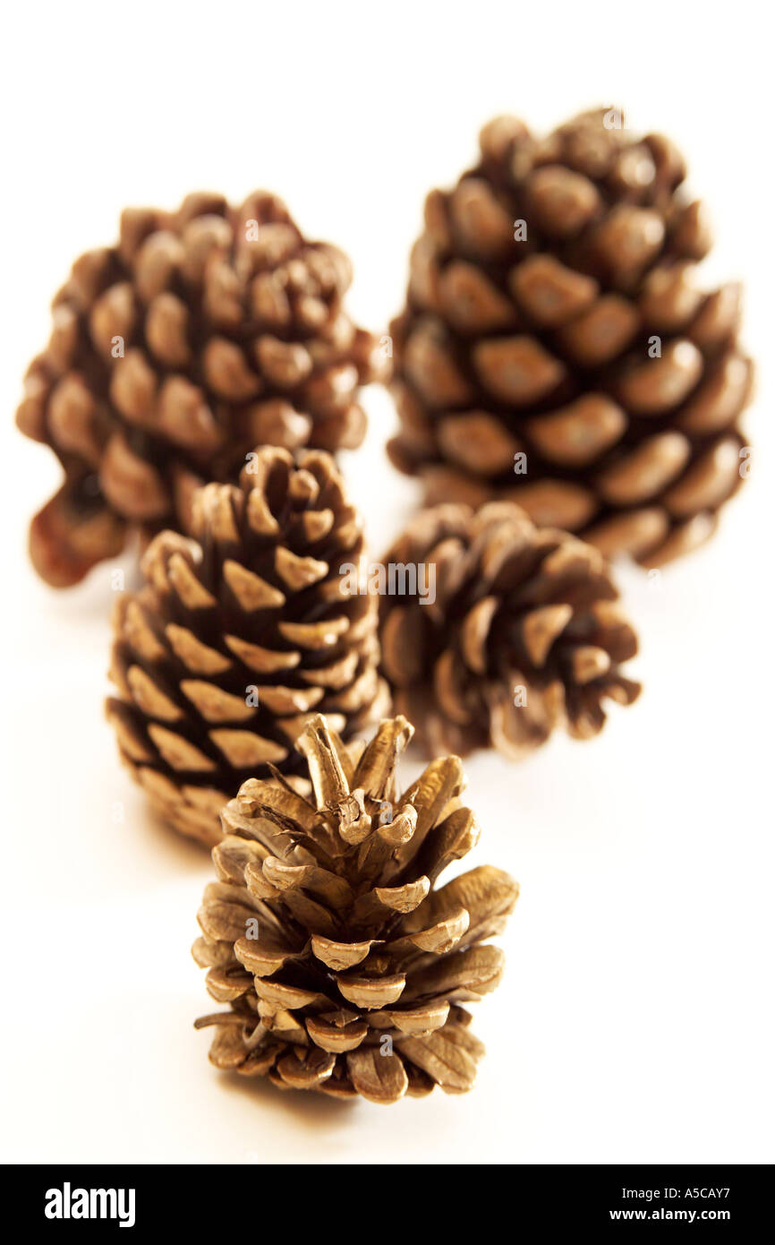 Umbrella pine tree cone hi-res stock photography and images - Alamy