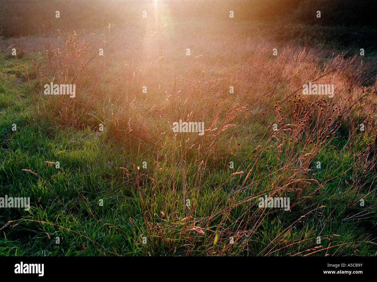 A colour landscape photo as late afternoon sun drops over an English ...