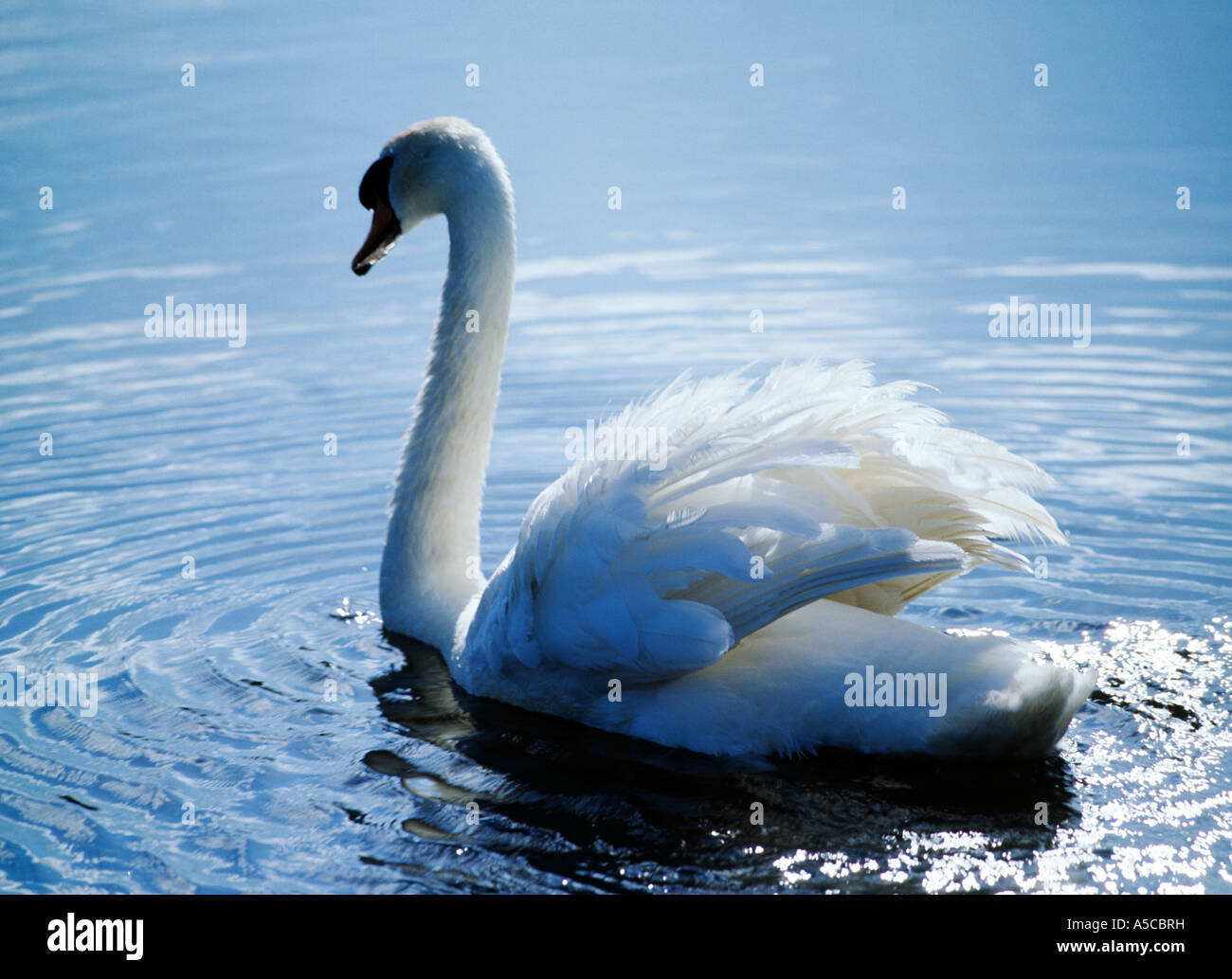 large white wild bird silhouetted against sun Stock Photo