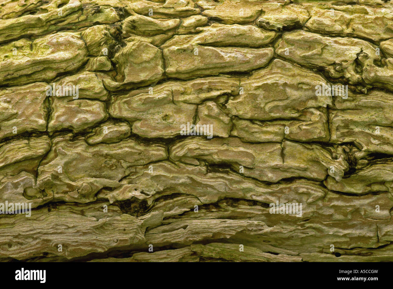 Elderberry bark, Potteric Carr Nature Reserve, Doncaster, South Yorkshire. Stock Photo