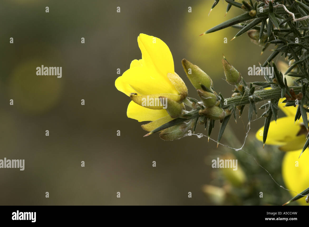 Gorse flowers, Potteric Carr Nature Reserve, Doncaster, South Yorkshire. Stock Photo