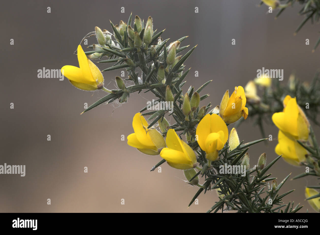 Gorse flowers, Potteric Carr Nature Reserve, Doncaster, South Yorkshire