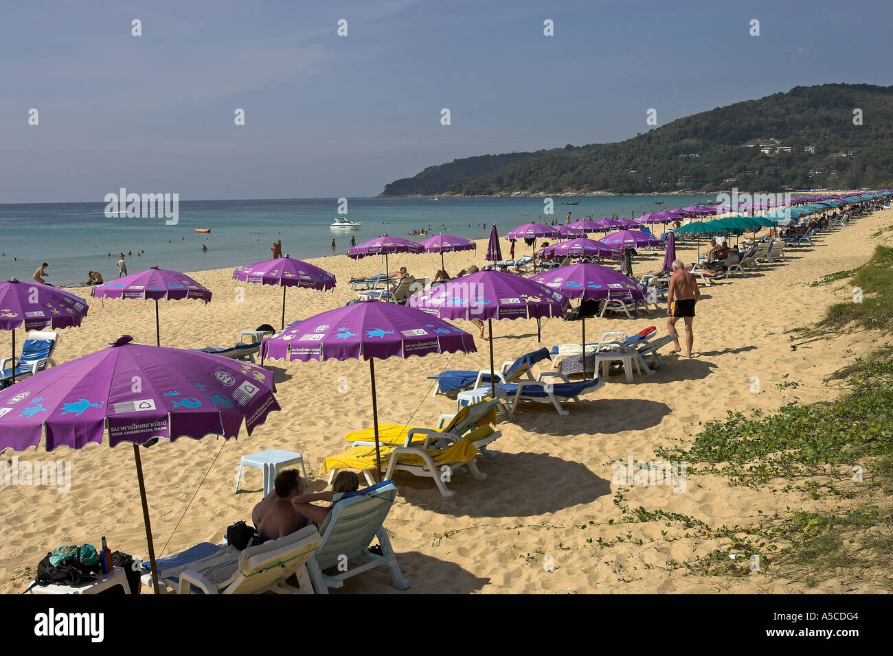 Purple umbrellas line Karon Beach Phuket Thailand Stock Photo - Alamy