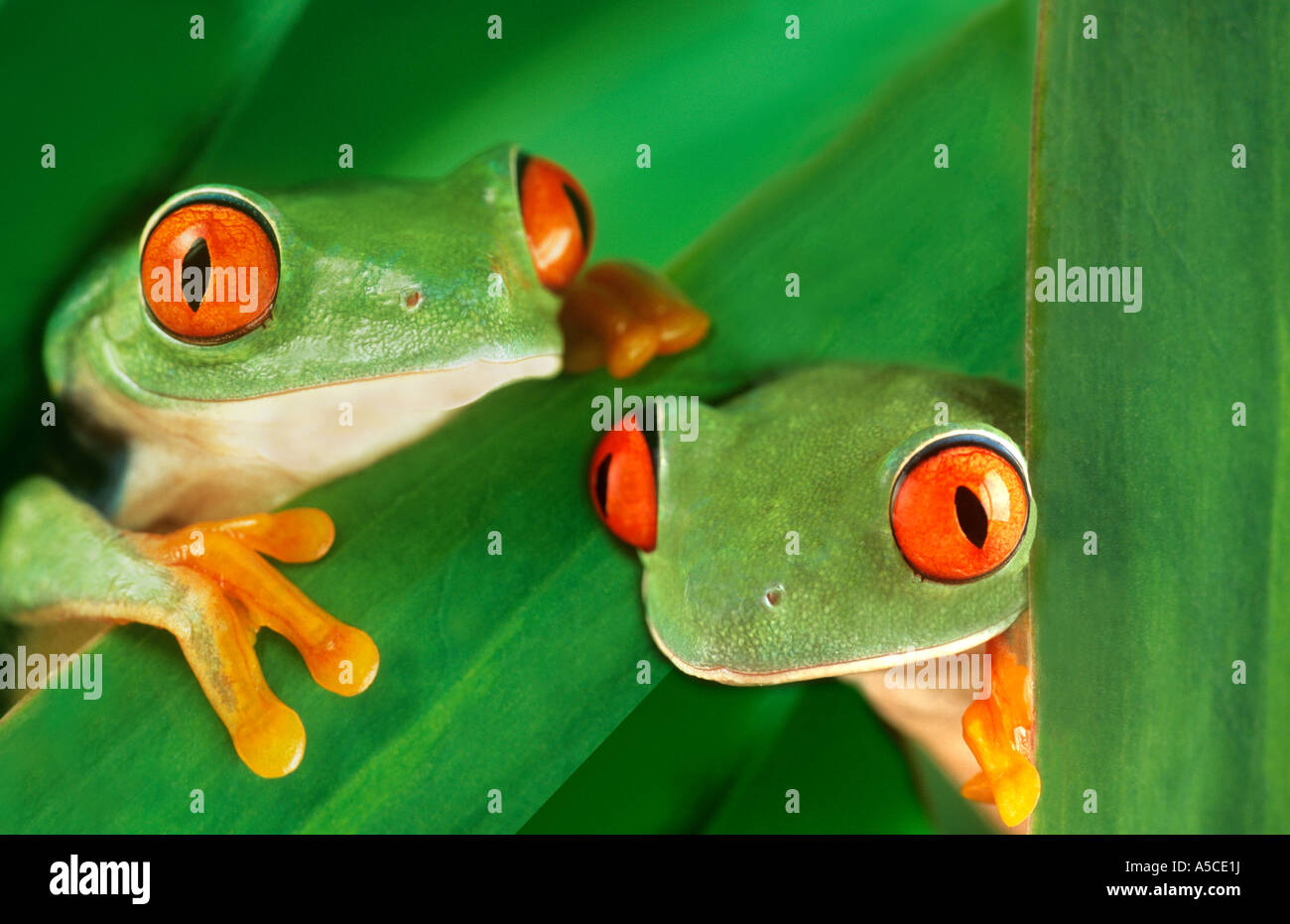 Two red eyed tree frogs Stock Photo