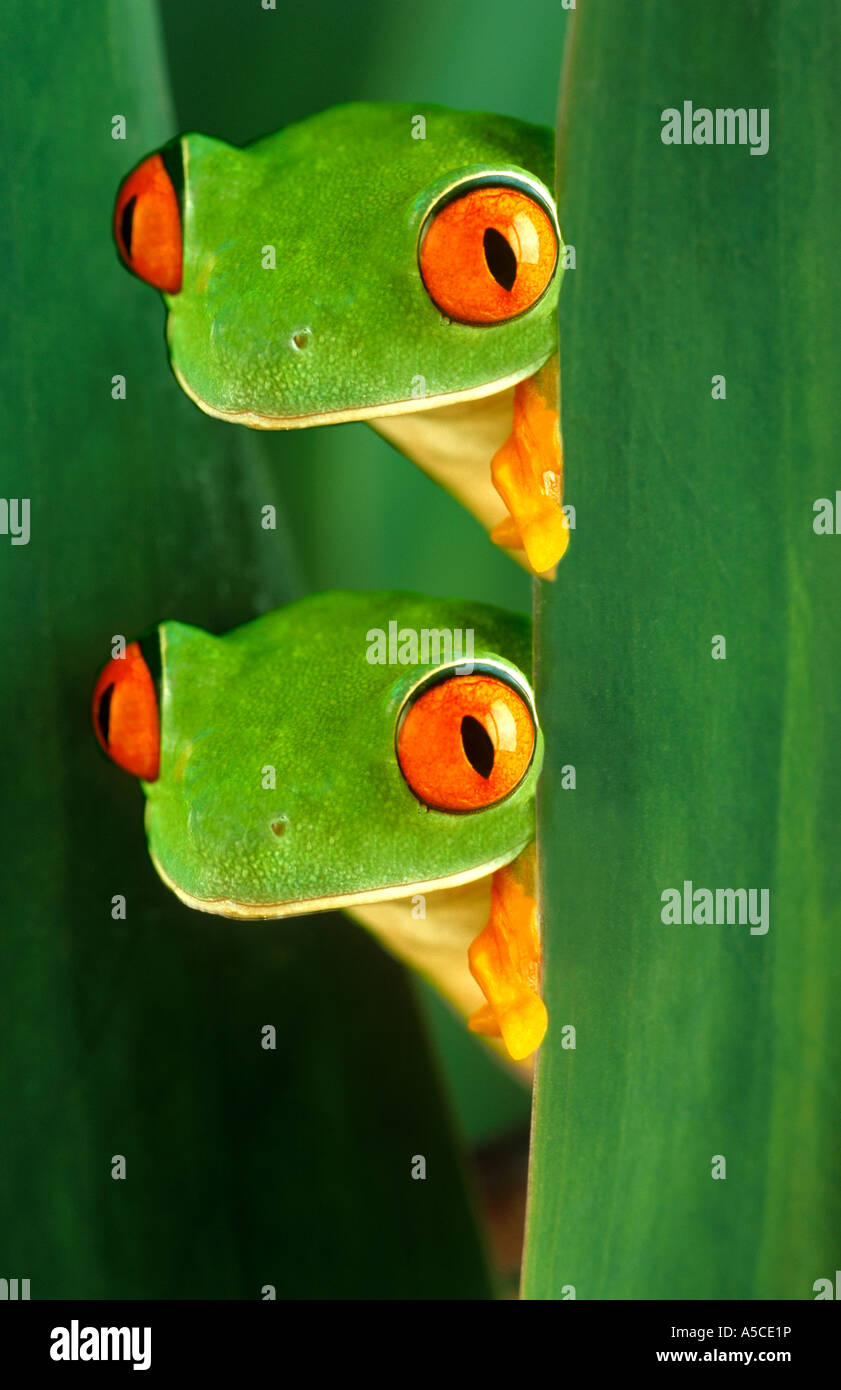 Two red eyed tree frogs Stock Photo